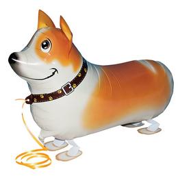 SAG balloons - Pes - Corgie - Kráčajúci balón - Walking balloon - 53 cm